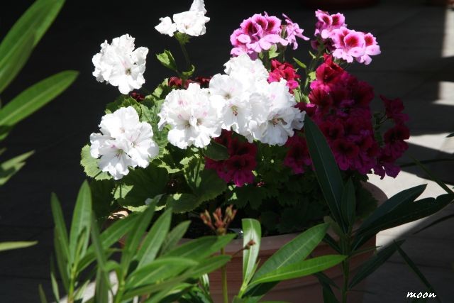 engleska pelargonija